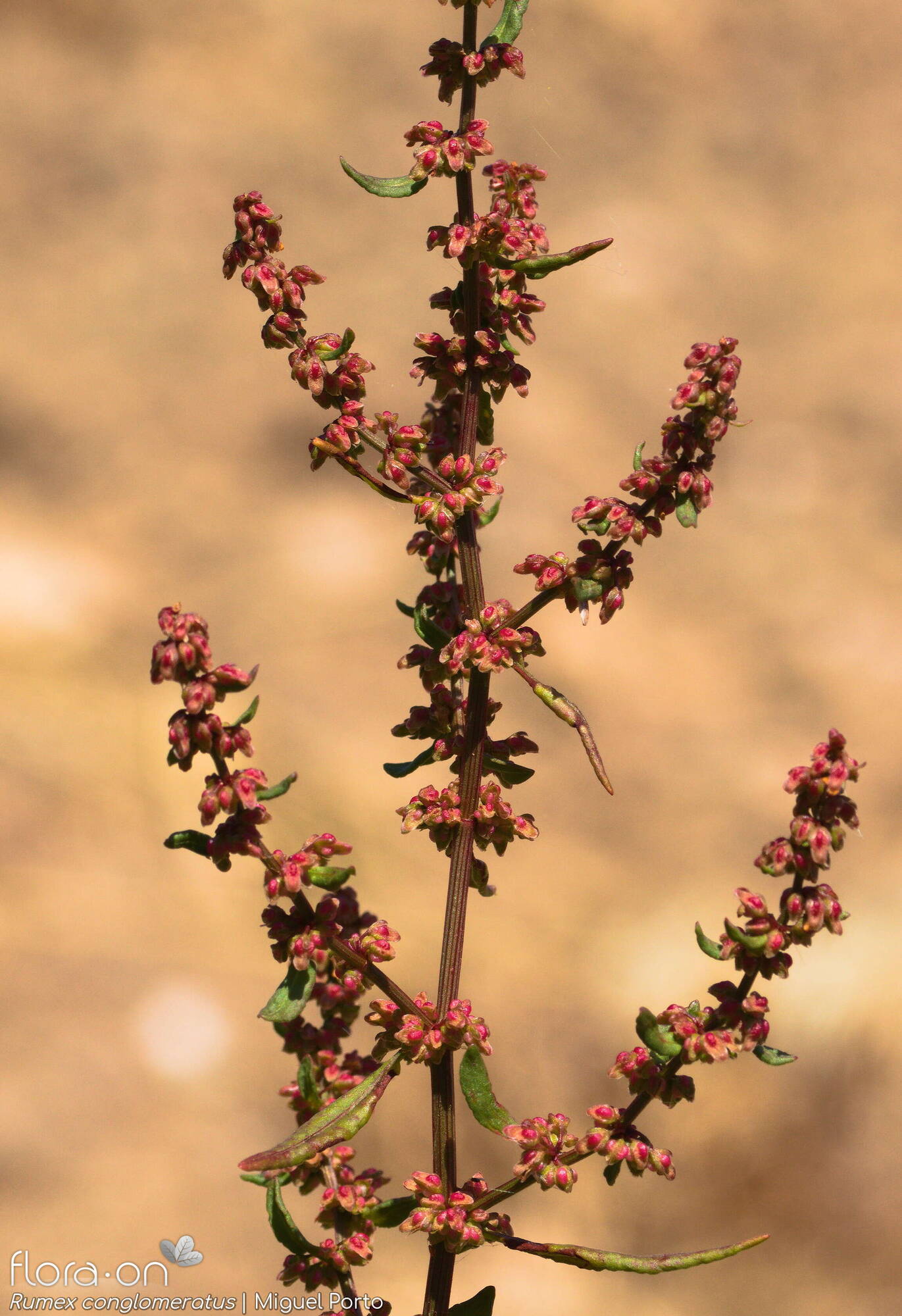 Rumex conglomeratus - Flor (geral) | Miguel Porto; CC BY-NC 4.0