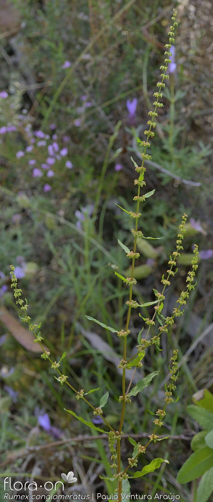 Rumex conglomeratus - Hábito | Paulo Ventura Araújo; CC BY-NC 4.0