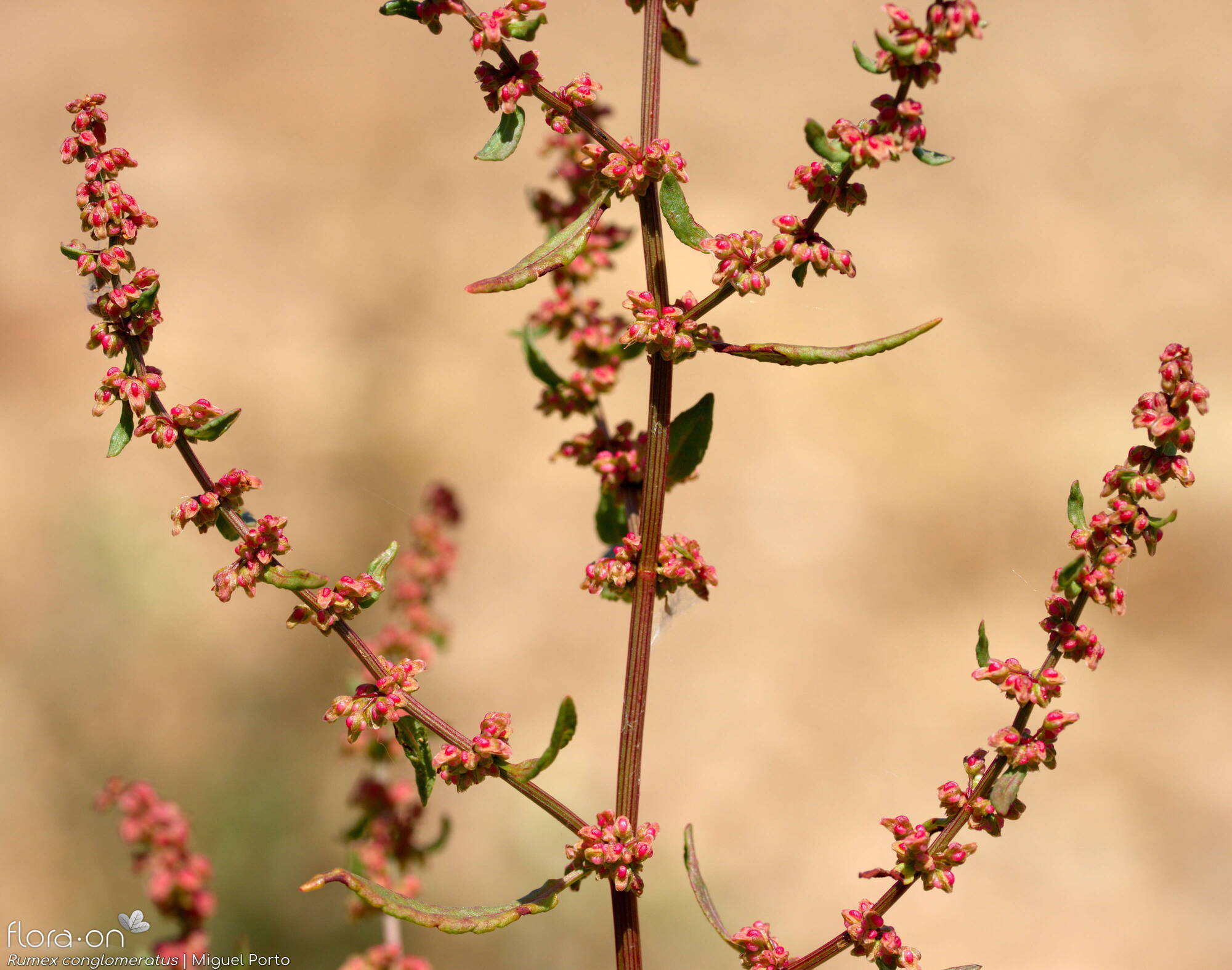 Rumex conglomeratus - Flor (geral) | Miguel Porto; CC BY-NC 4.0