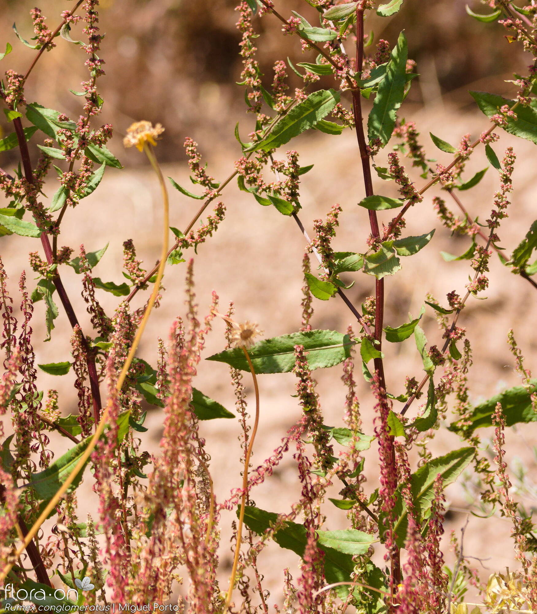 Rumex conglomeratus - Hábito | Miguel Porto; CC BY-NC 4.0