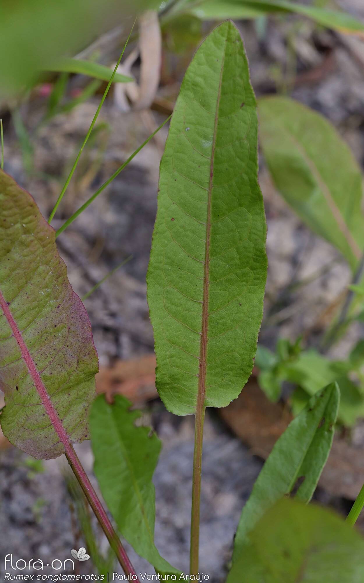 Rumex conglomeratus - Folha | Paulo Ventura Araújo; CC BY-NC 4.0