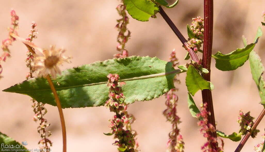 Rumex conglomeratus - Folha | Miguel Porto; CC BY-NC 4.0