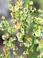 Rumex papillaris
