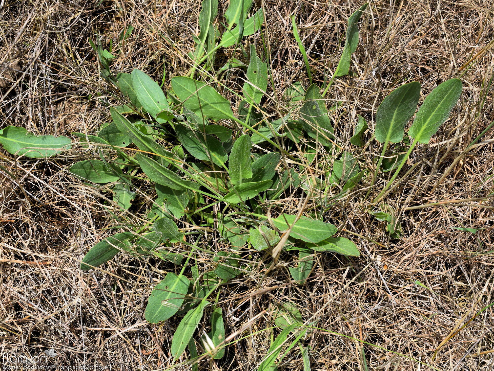 Rumex papillaris - Hábito | Francisco Clamote; CC BY-NC 4.0