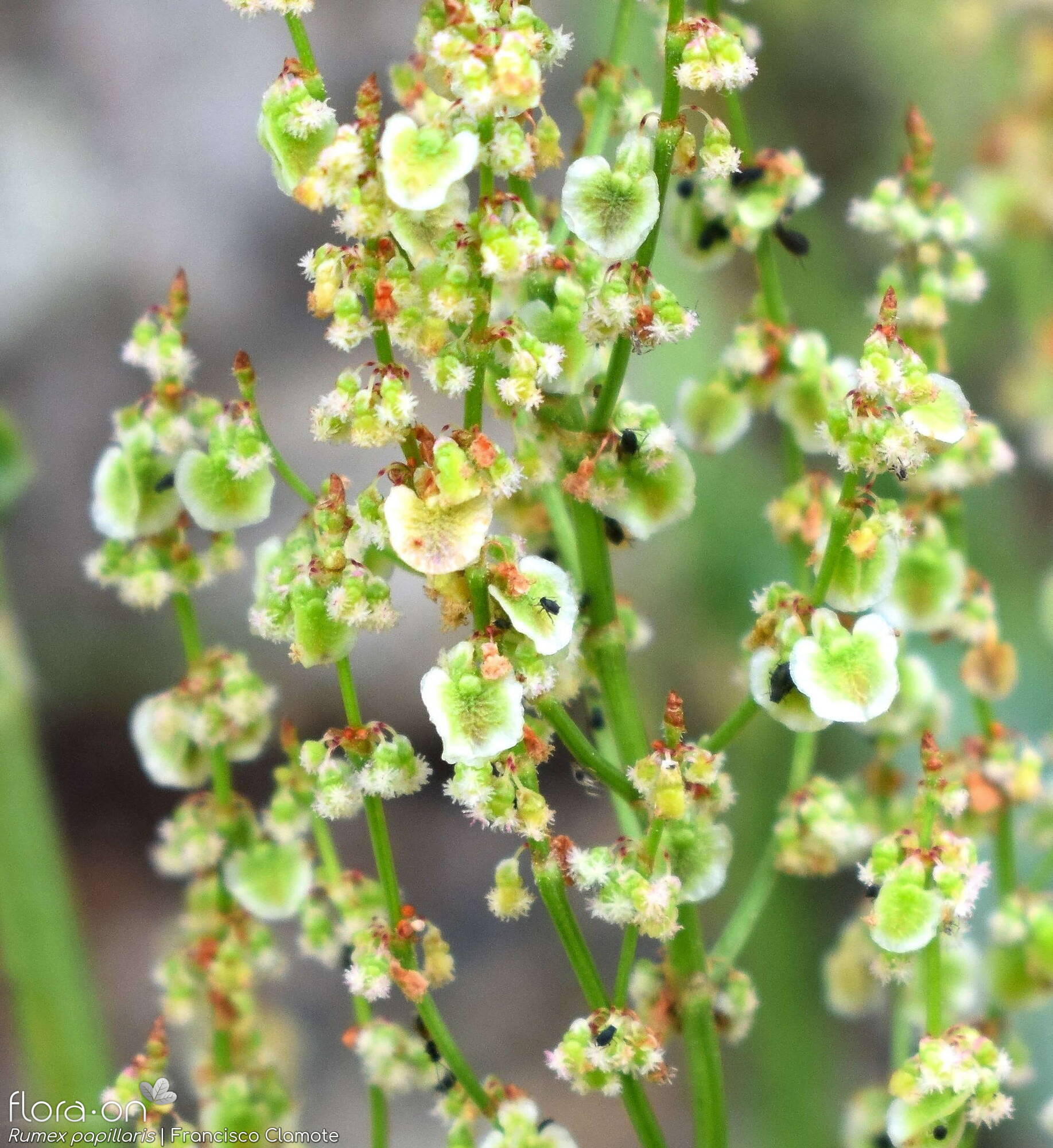 Rumex papillaris - Fruto | Francisco Clamote; CC BY-NC 4.0