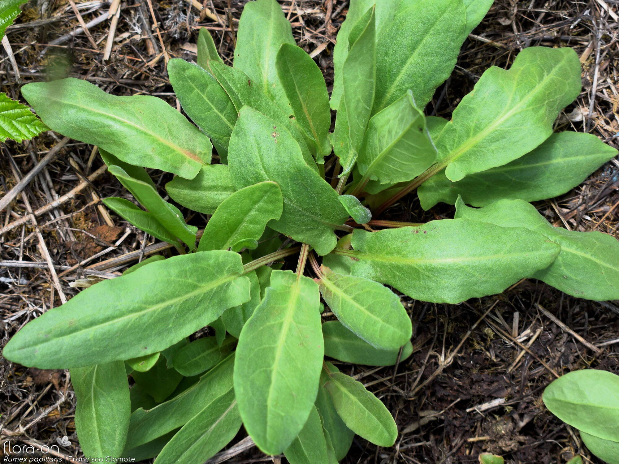Rumex papillaris - Folha (geral) | Francisco Clamote; CC BY-NC 4.0