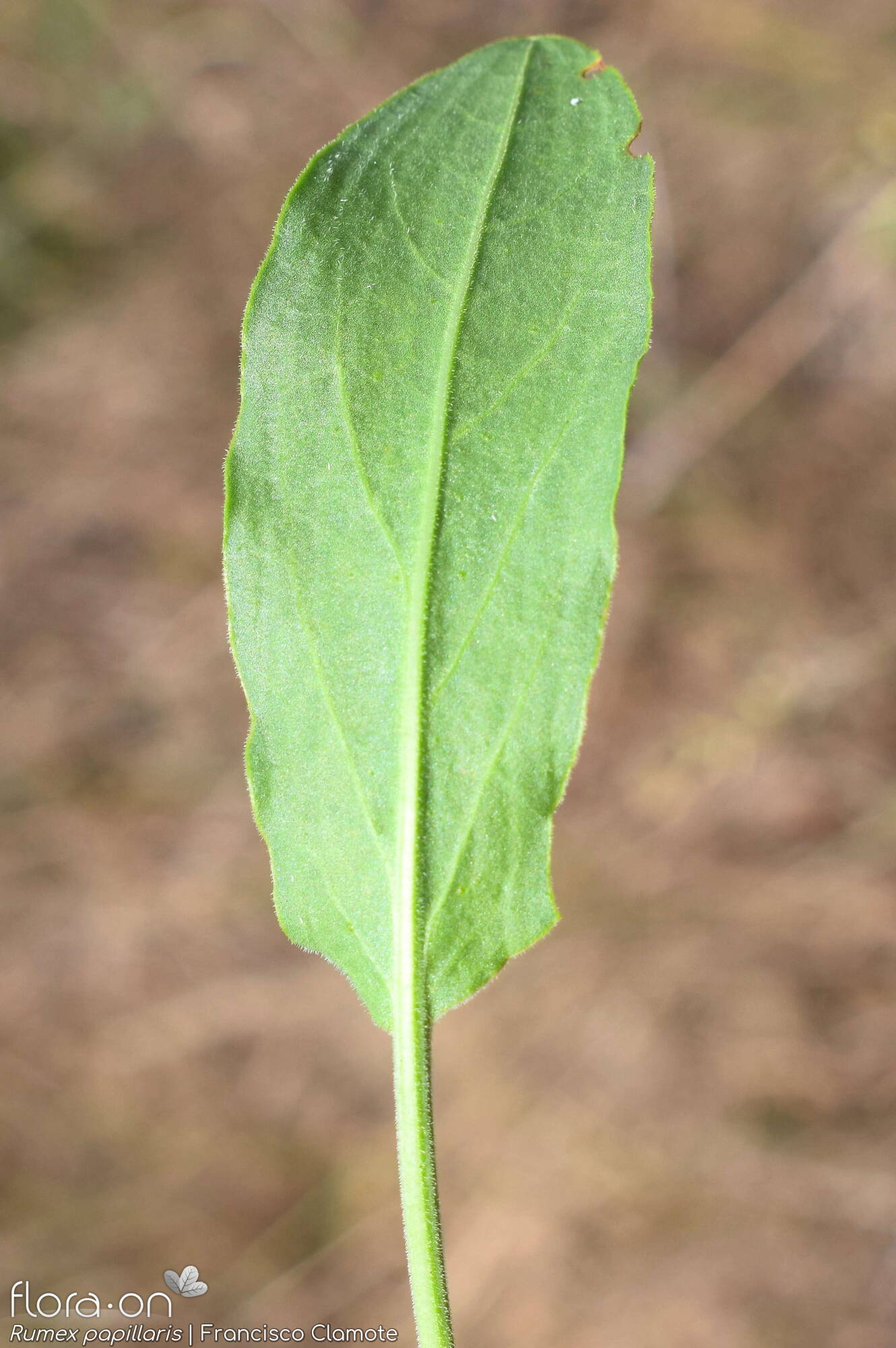 Rumex papillaris - Folha | Francisco Clamote; CC BY-NC 4.0