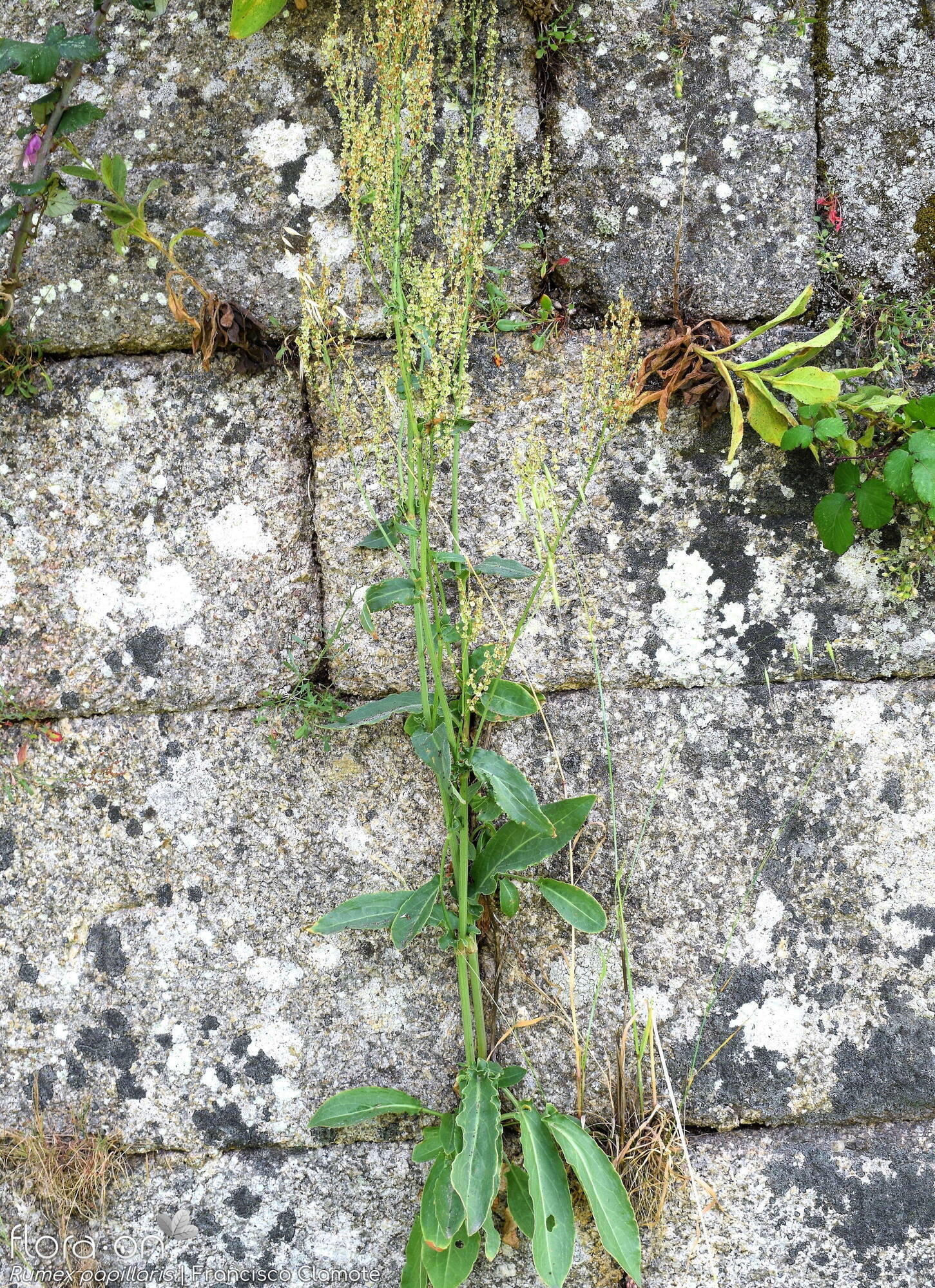 Rumex papillaris - Hábito | Francisco Clamote; CC BY-NC 4.0