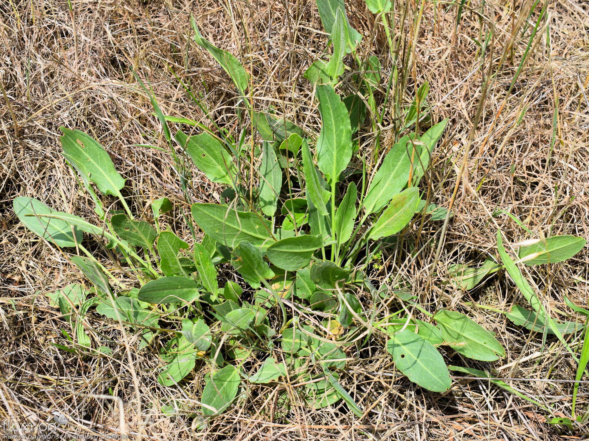Rumex papillaris - Hábito | Francisco Clamote; CC BY-NC 4.0