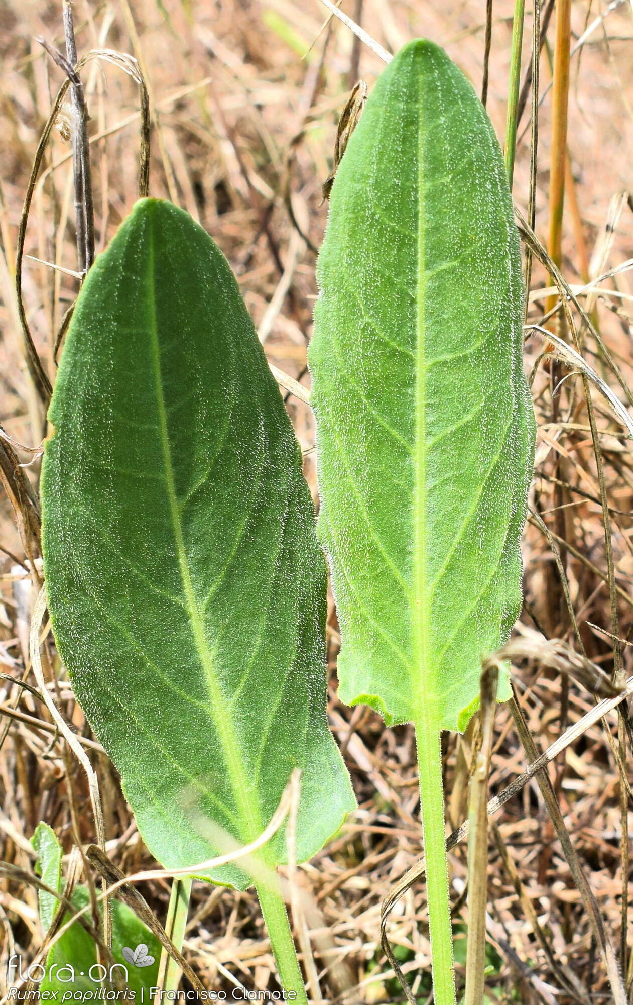 Rumex papillaris - Folha | Francisco Clamote; CC BY-NC 4.0