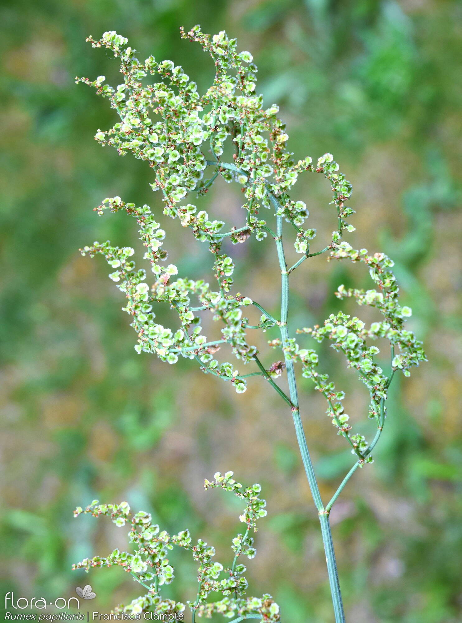 Rumex papillaris - Flor (geral) | Francisco Clamote; CC BY-NC 4.0
