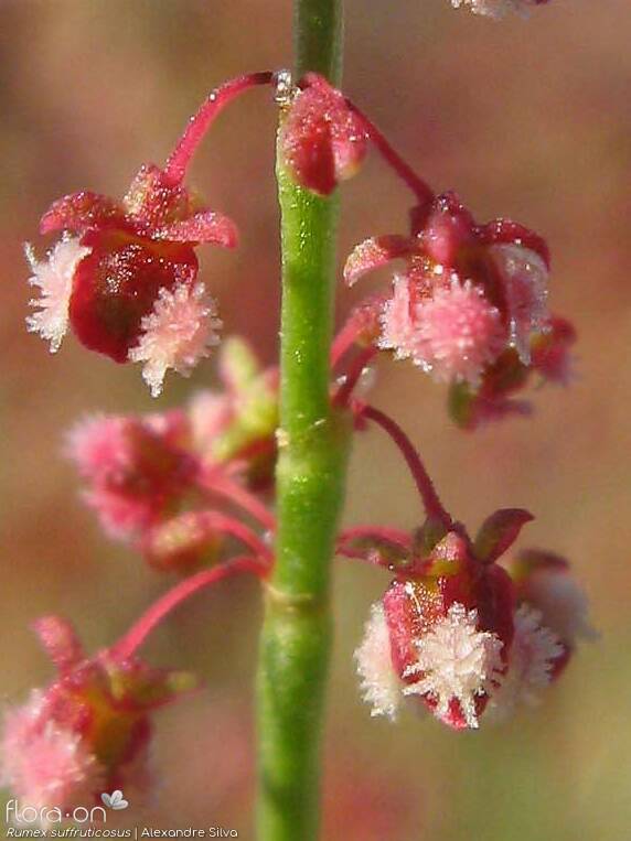 Rumex suffruticosus - Flor (close-up) | Alexandre Silva; CC BY-NC 4.0