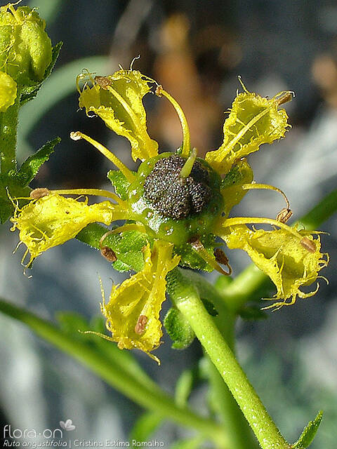 Ruta angustifolia - Flor (close-up) | Cristina Estima Ramalho; CC BY-NC 4.0
