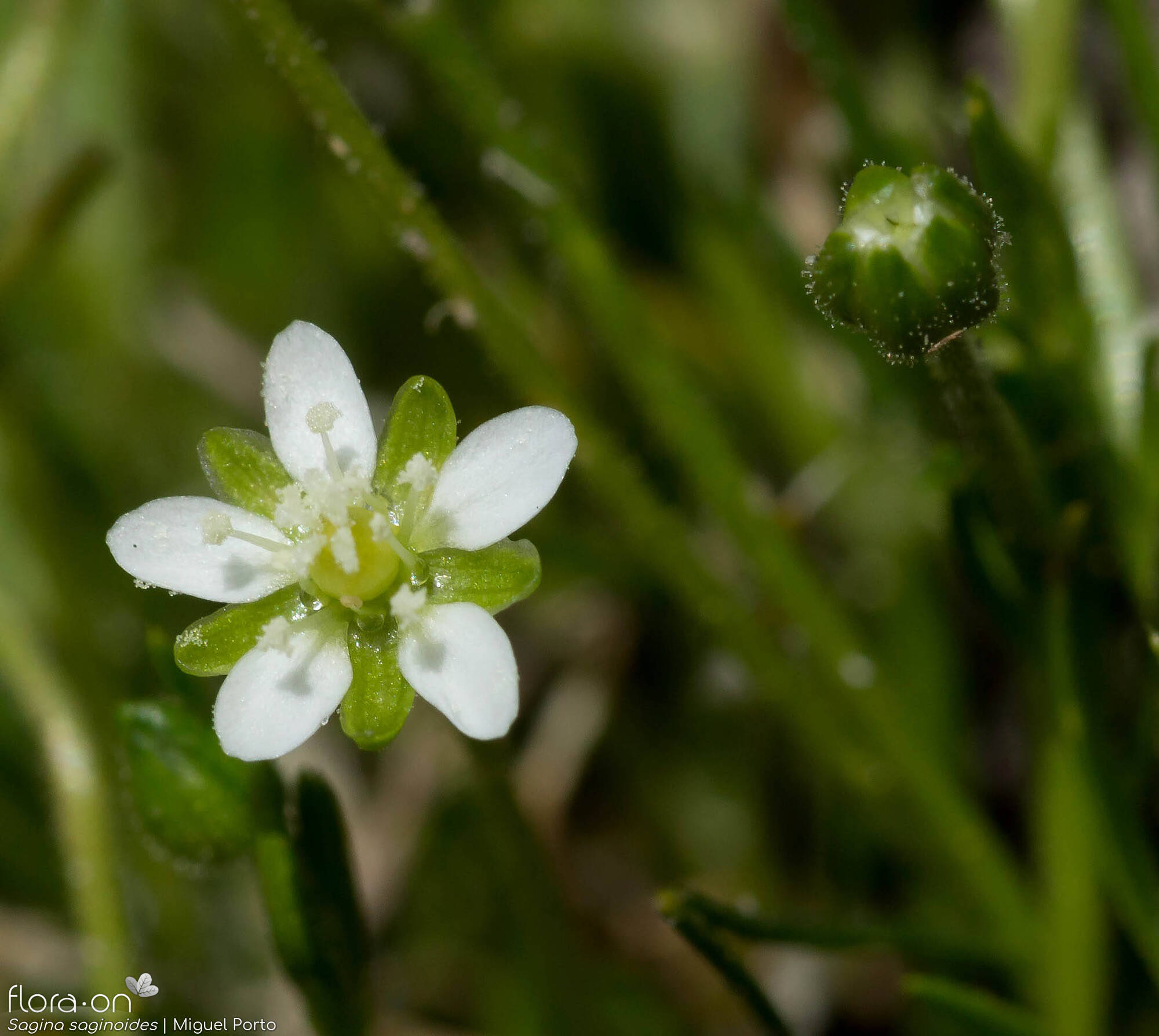 Sagina saginoides - Flor (close-up) | Miguel Porto; CC BY-NC 4.0