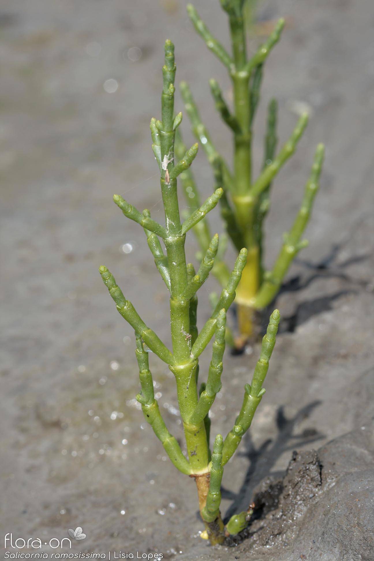 Salicornia