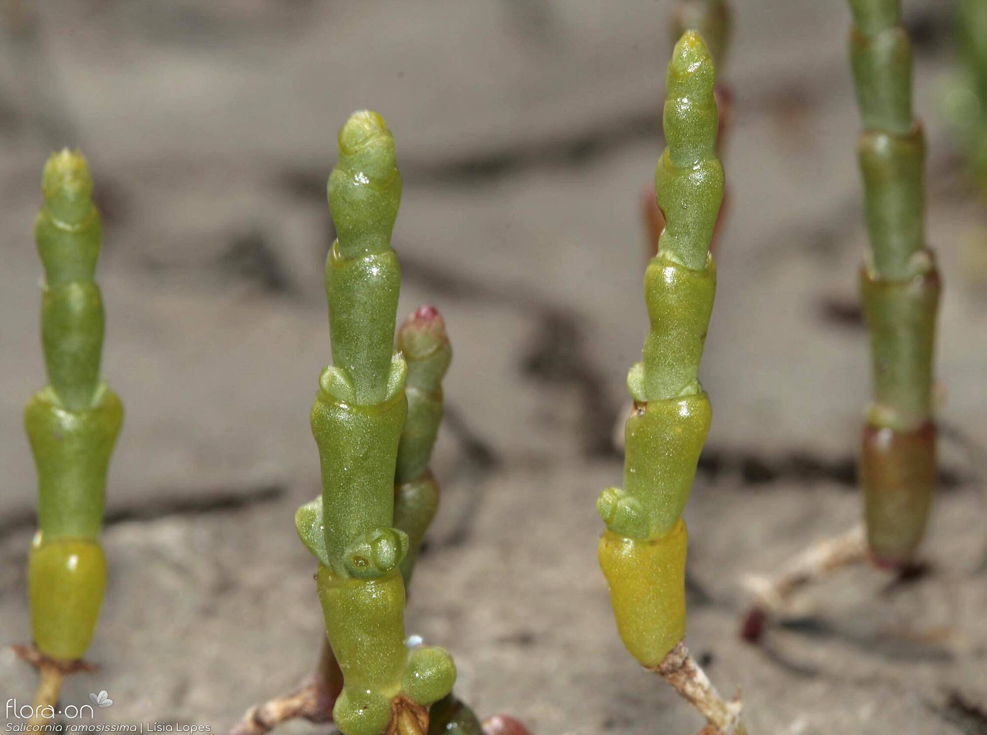Salicornia ramosissima - Folha (geral) | Lísia Lopes; CC BY-NC 4.0