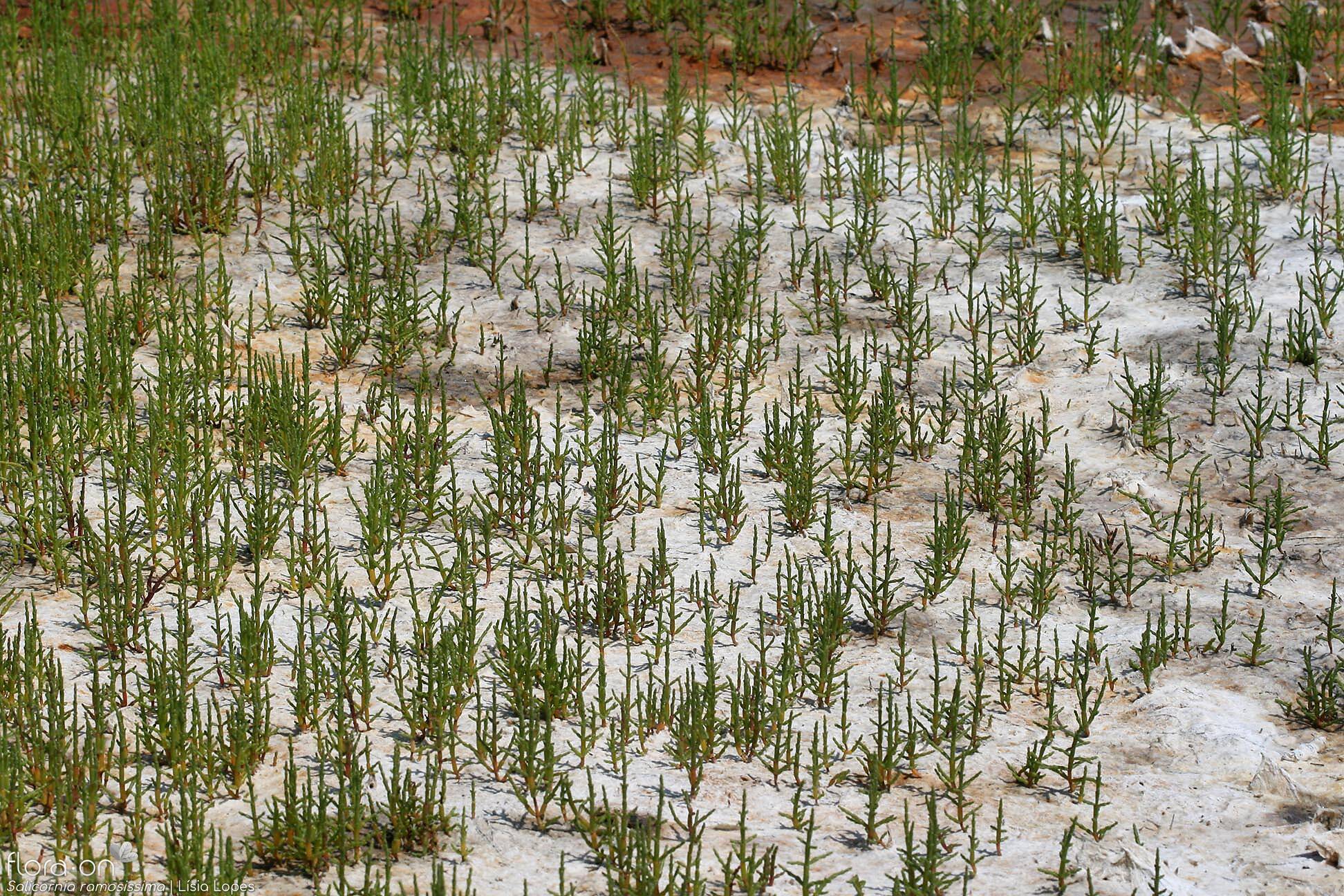 Salicornia ramosissima - Habitat | Lísia Lopes; CC BY-NC 4.0