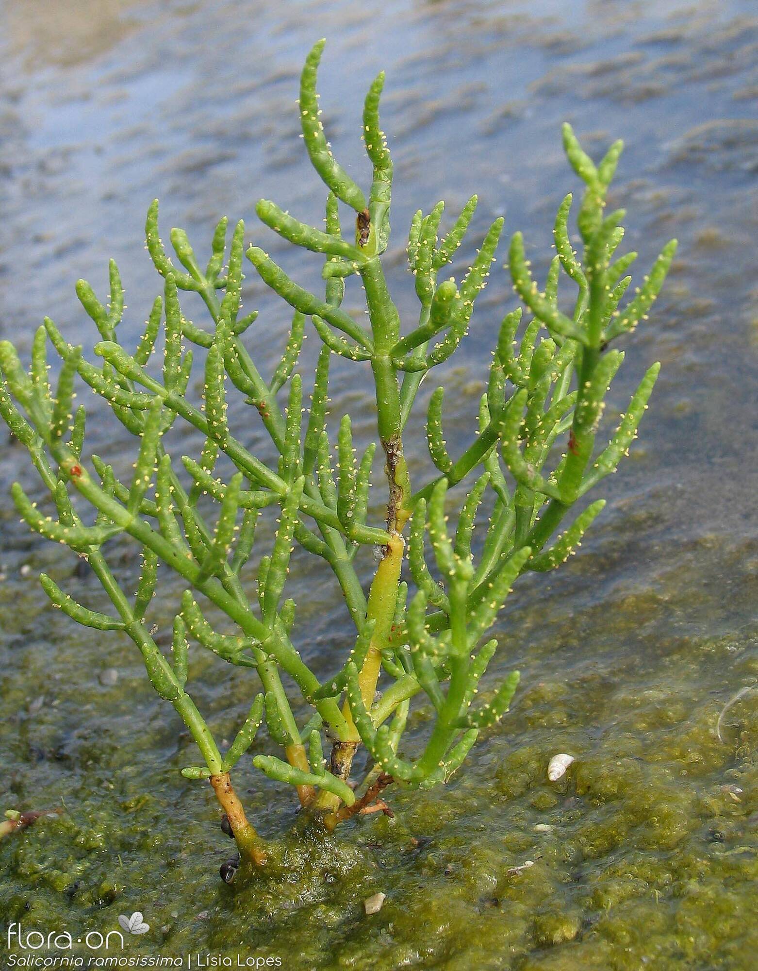 Salicornia ramosissima - Hábito | Lísia Lopes; CC BY-NC 4.0