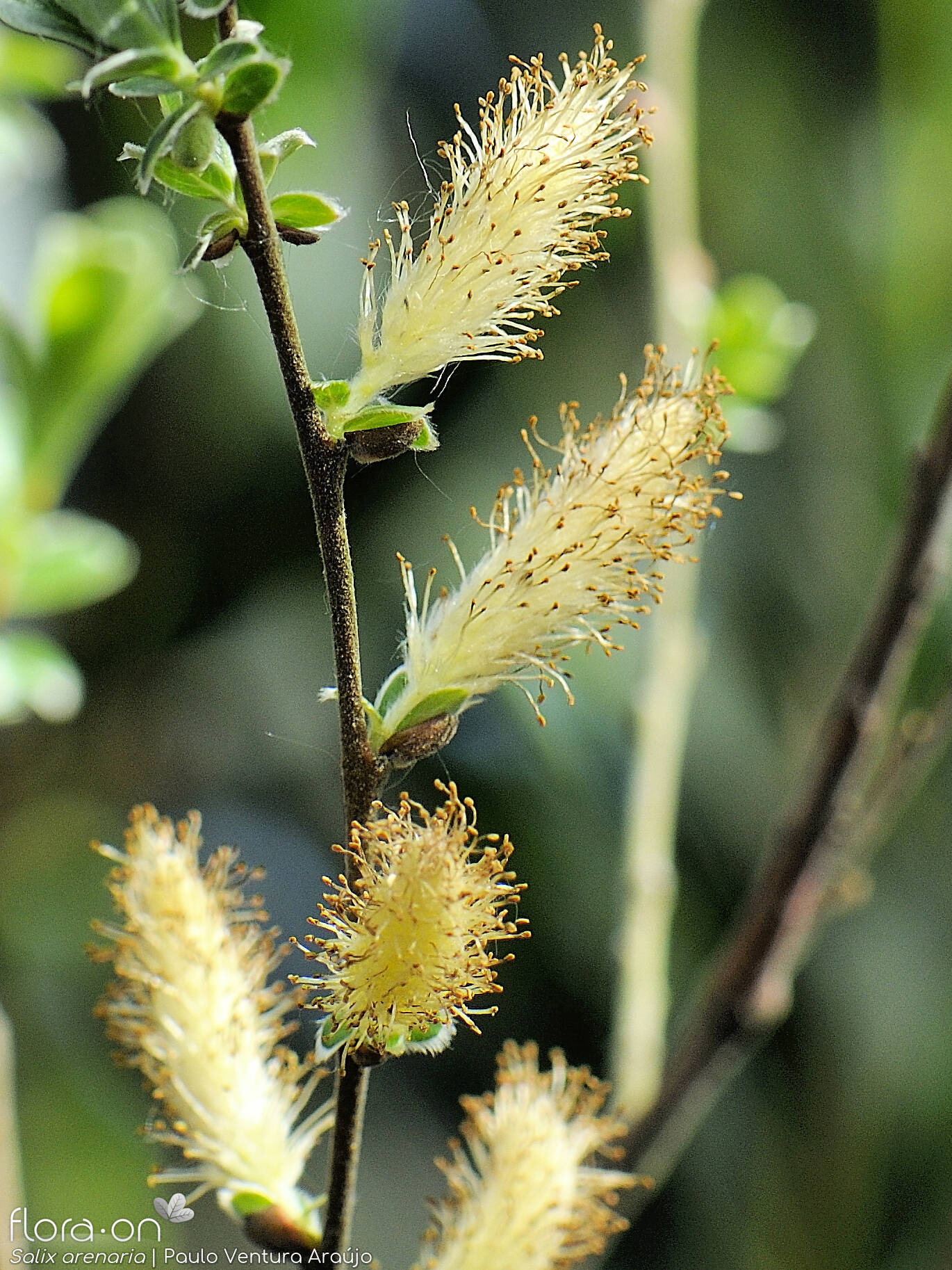 Salix arenaria - Flor (geral) | Paulo Ventura Araújo; CC BY-NC 4.0