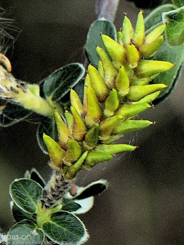 Salix arenaria - Fruto | Paulo Ventura Araújo; CC BY-NC 4.0