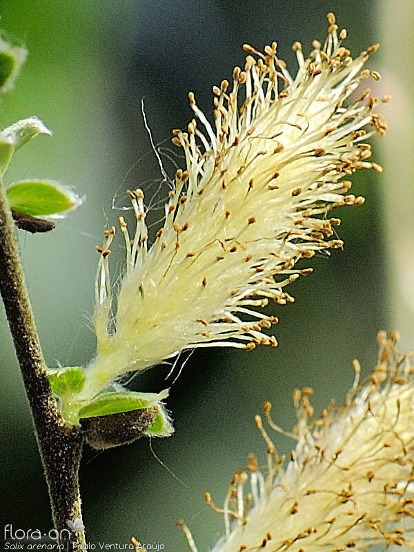 Salix arenaria - Flor (close-up) | Paulo Ventura Araújo; CC BY-NC 4.0