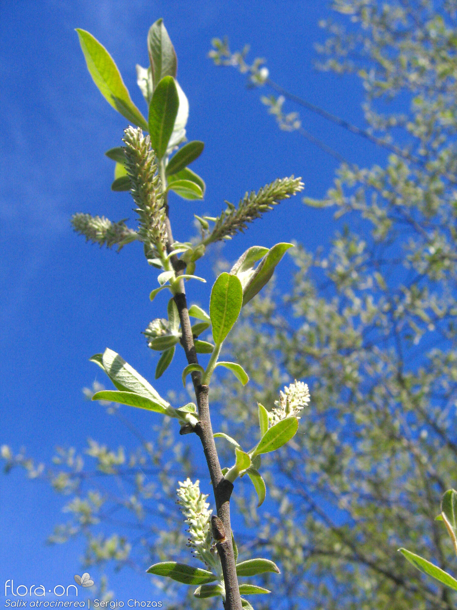 Salix atrocinerea - Ramo | Sergio Chozas; CC BY-NC 4.0