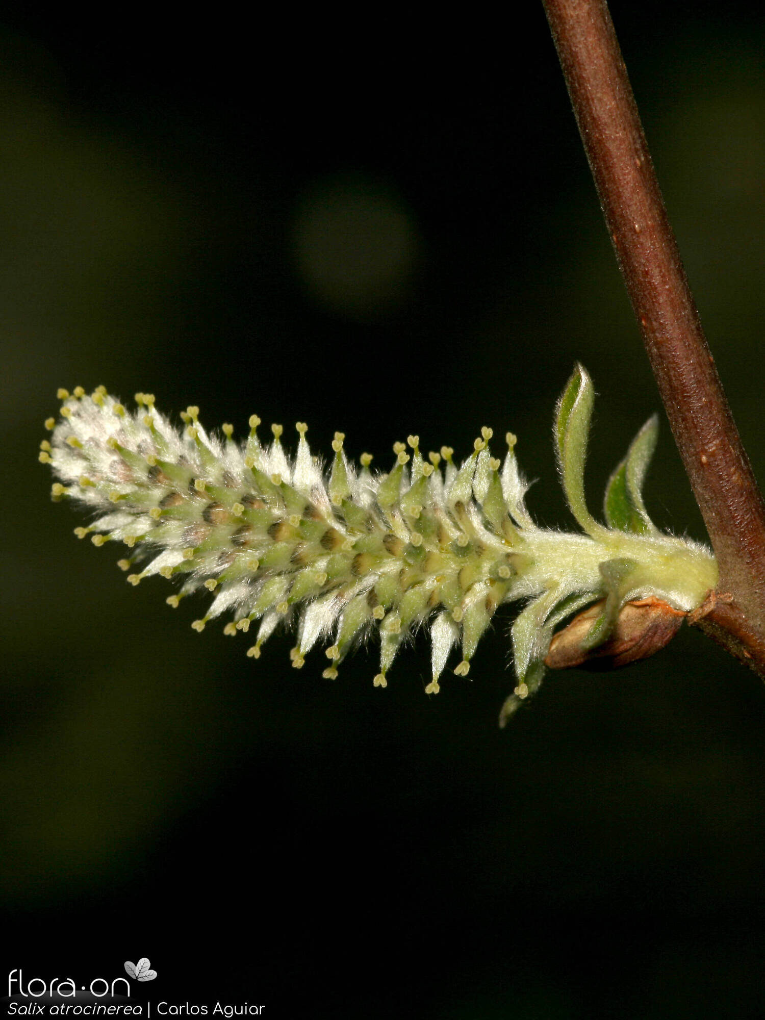 Salix atrocinerea - Flor (geral) | Carlos Aguiar; CC BY-NC 4.0
