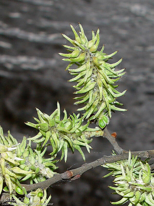 Salix atrocinerea - Fruto | Carlos Aguiar; CC BY-NC 4.0