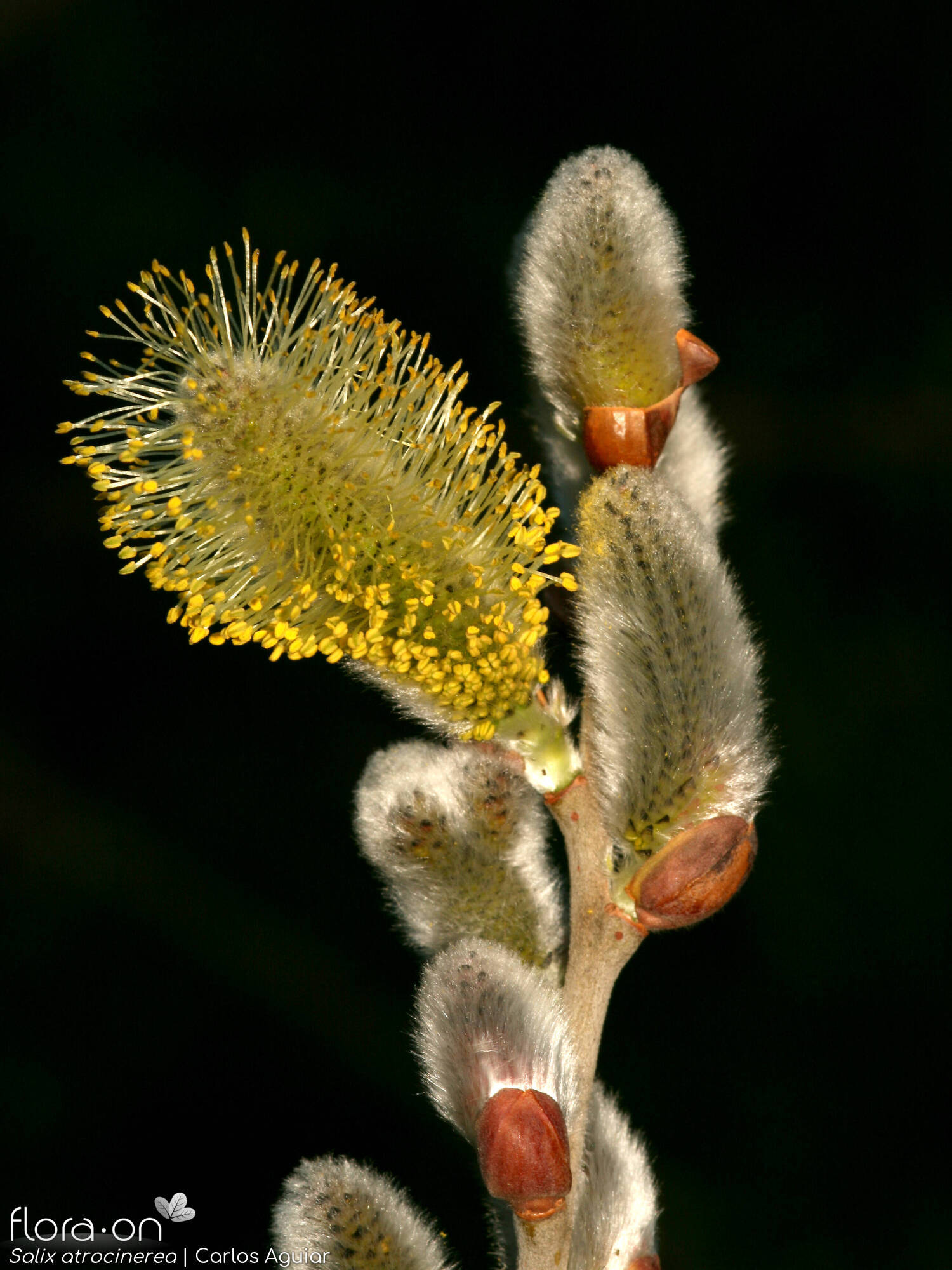 Salix atrocinerea - Flor (geral) | Carlos Aguiar; CC BY-NC 4.0