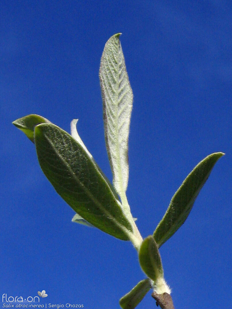 Salix atrocinerea - Folha | Sergio Chozas; CC BY-NC 4.0