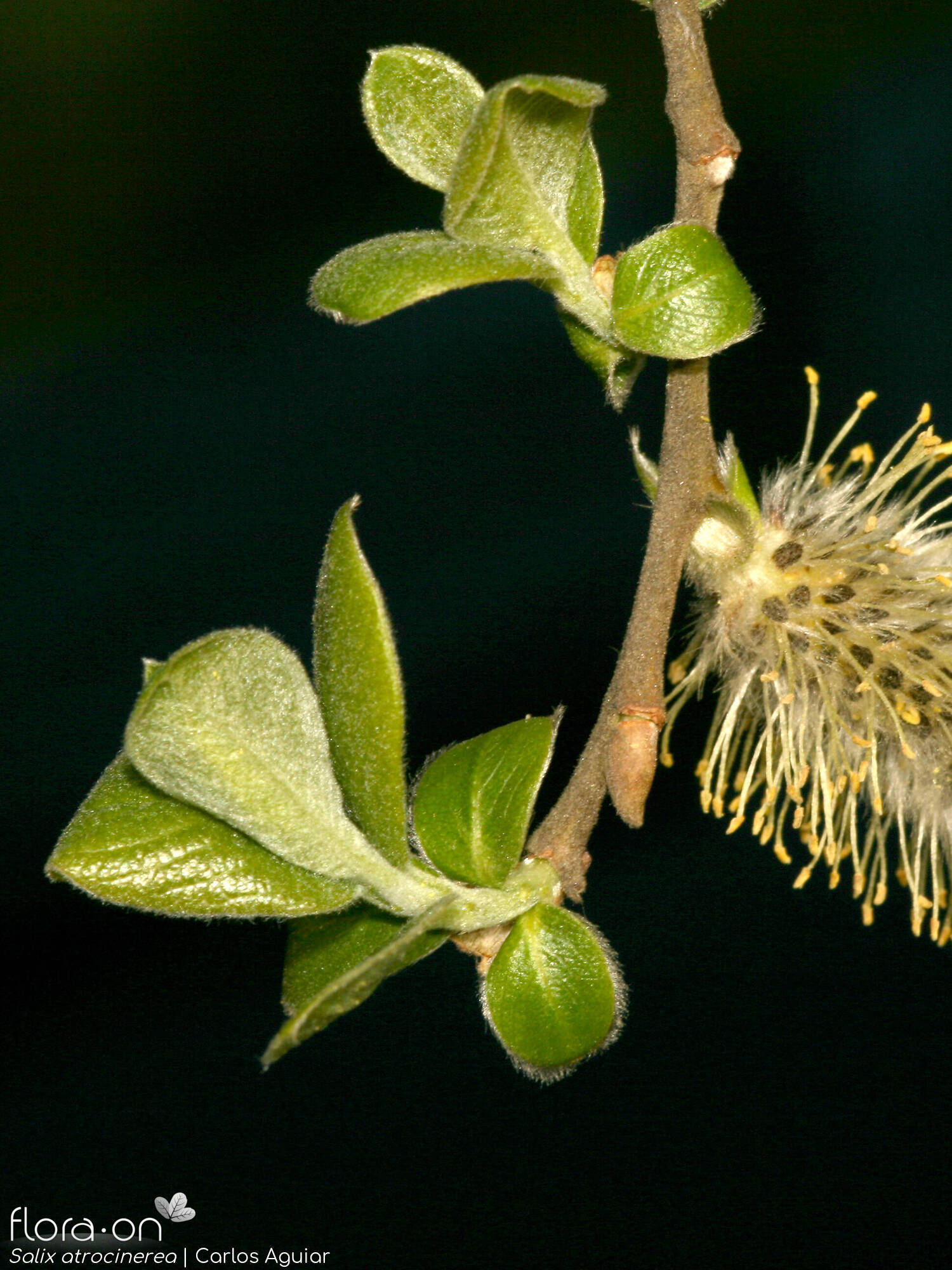Salix atrocinerea - Folha | Carlos Aguiar; CC BY-NC 4.0