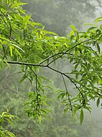Salix canariensis