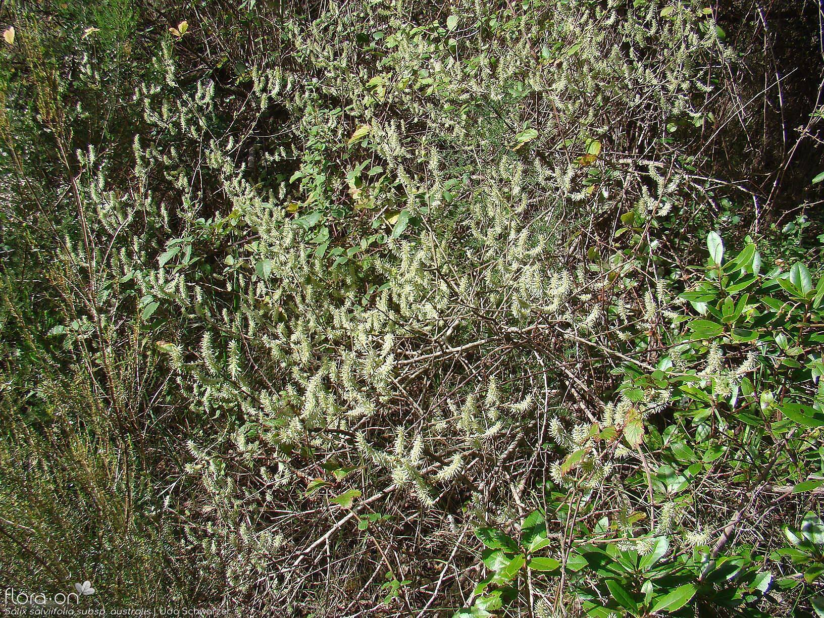 Salix salviifolia - Hábito | Udo Schwarzer; CC BY-NC 4.0