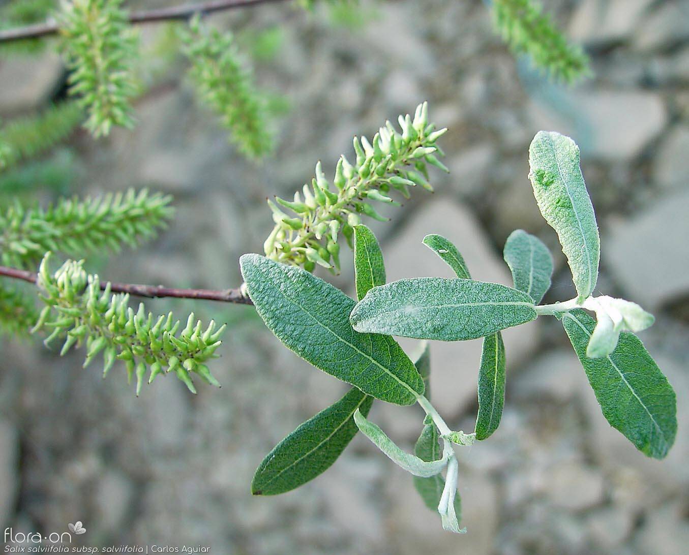 Salix salviifolia - Flor (geral) | Carlos Aguiar; CC BY-NC 4.0