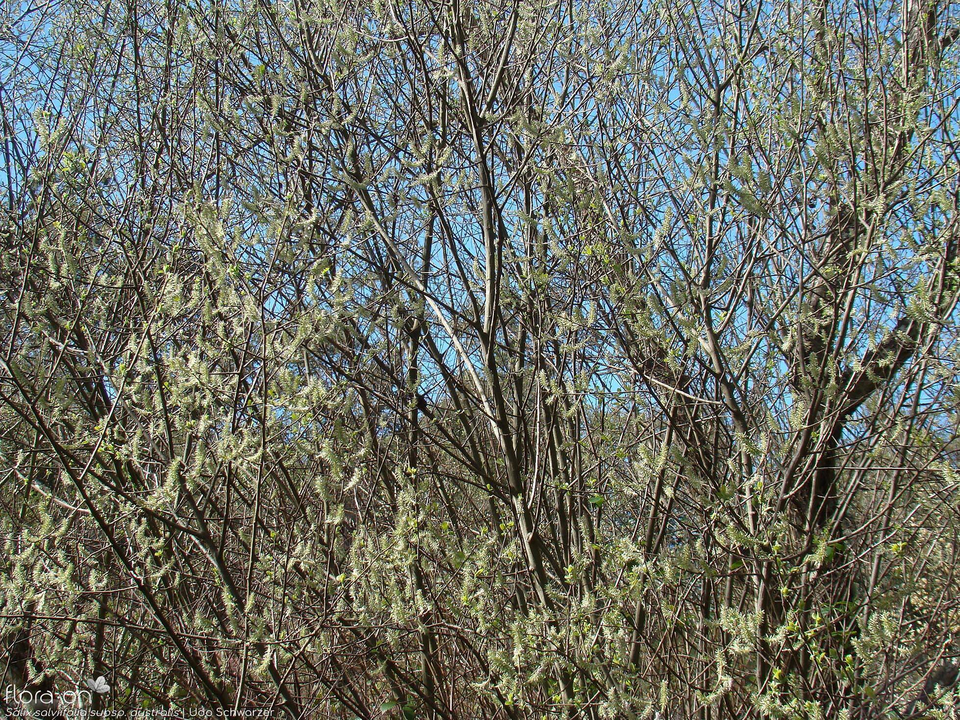 Salix salviifolia - Hábito | Udo Schwarzer; CC BY-NC 4.0