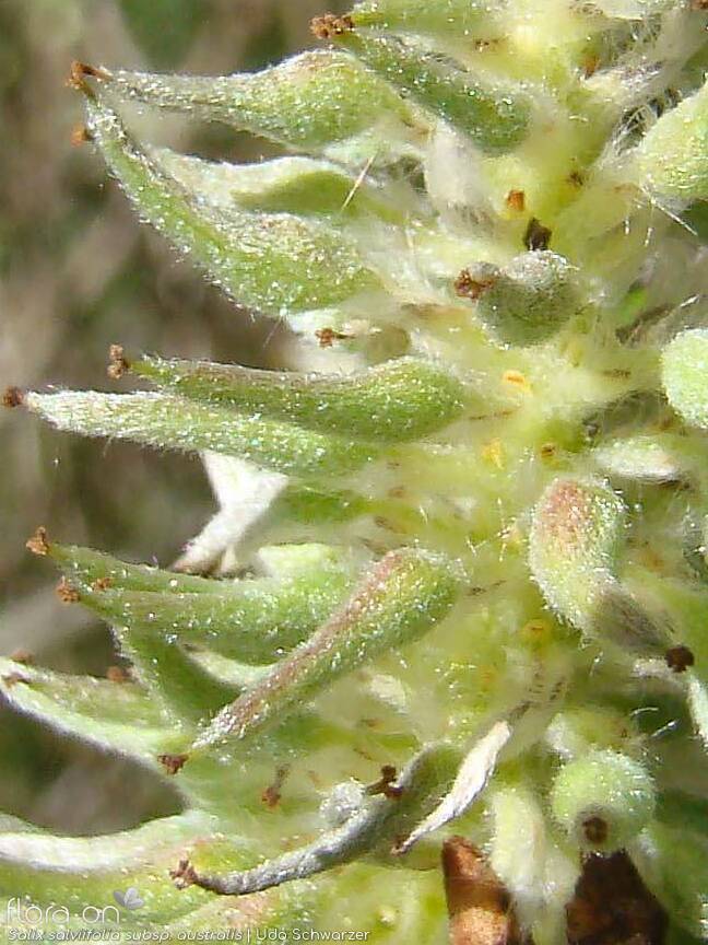 Salix salviifolia - Flor (close-up) | Udo Schwarzer; CC BY-NC 4.0