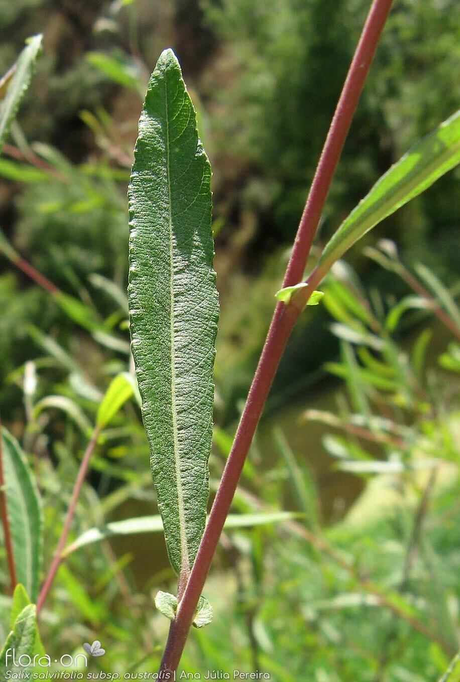 Salix salviifolia - Folha | Ana Júlia Pereira; CC BY-NC 4.0