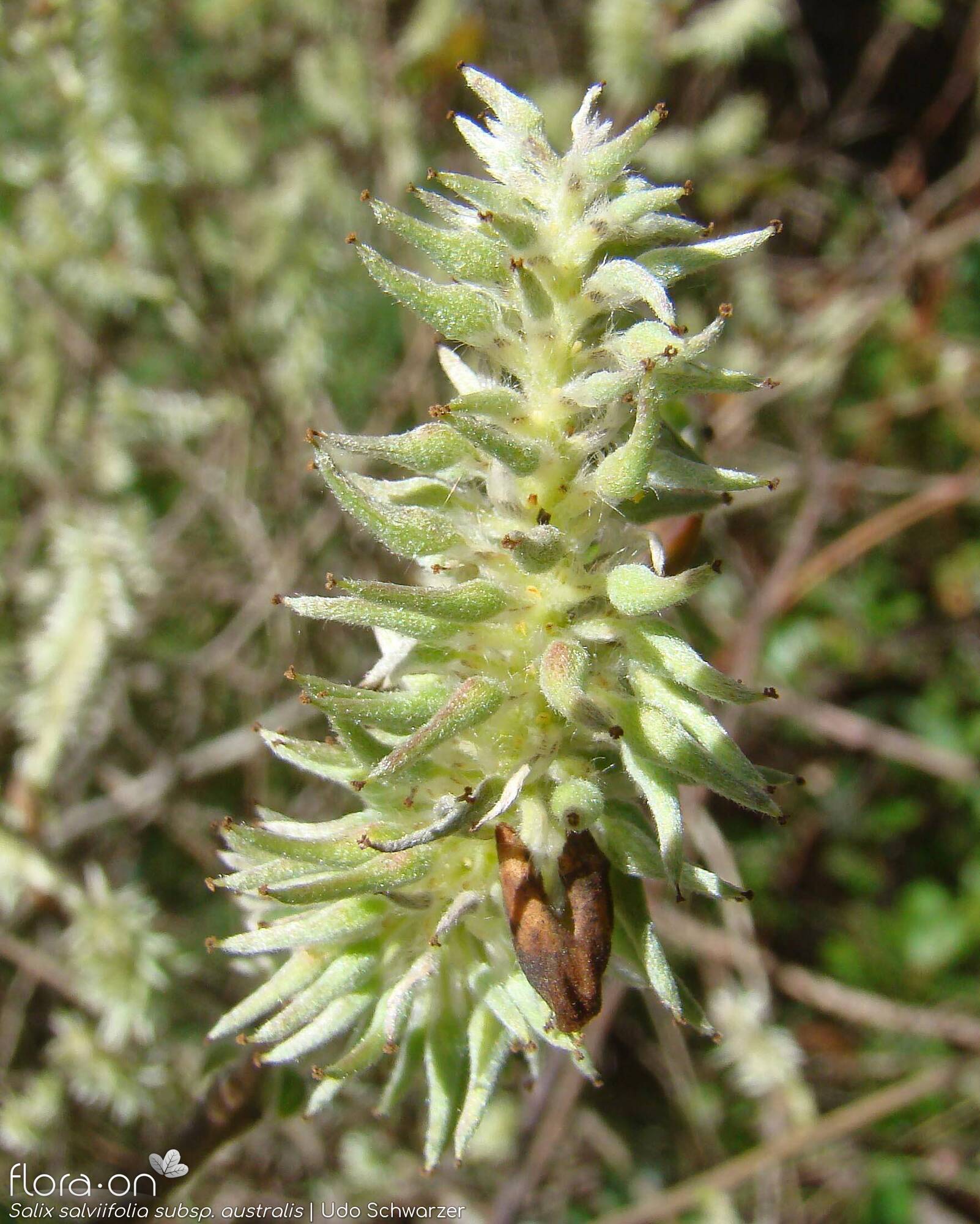 Salix salviifolia - Flor (geral) | Udo Schwarzer; CC BY-NC 4.0