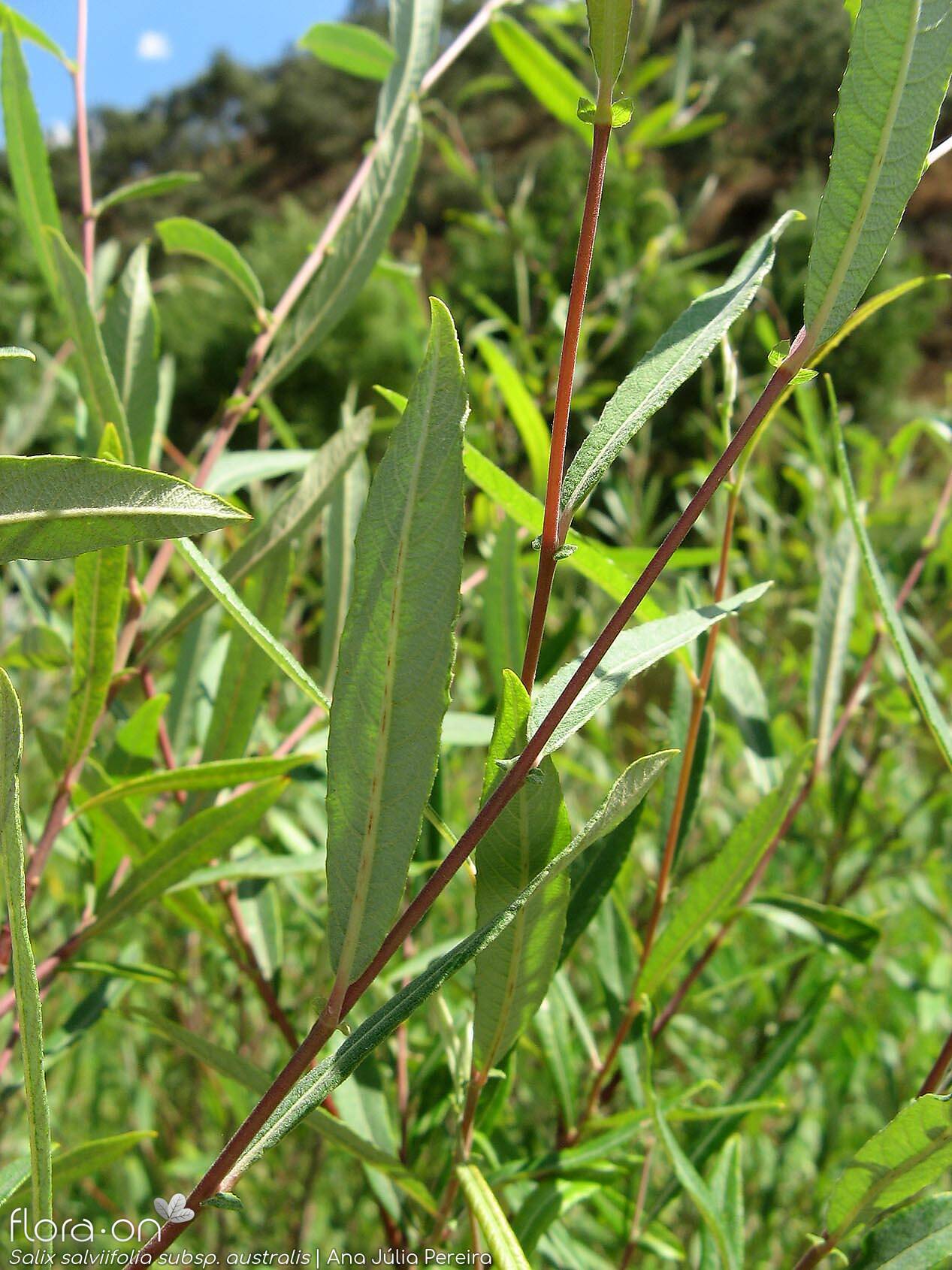 Salix salviifolia - Folha (geral) | Ana Júlia Pereira; CC BY-NC 4.0