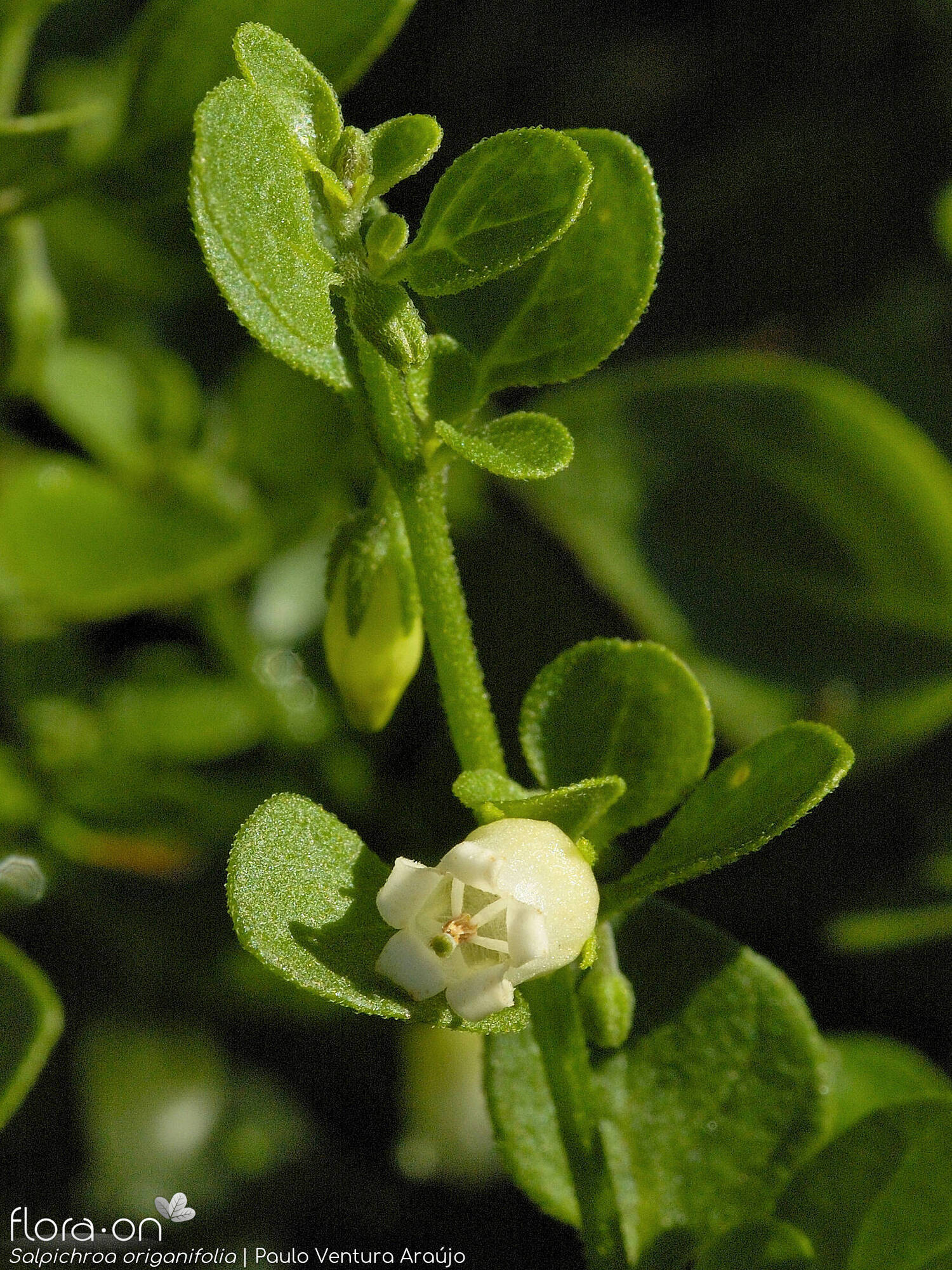 Salpichroa origanifolia - Flor (geral) | Paulo Ventura Araújo; CC BY-NC 4.0