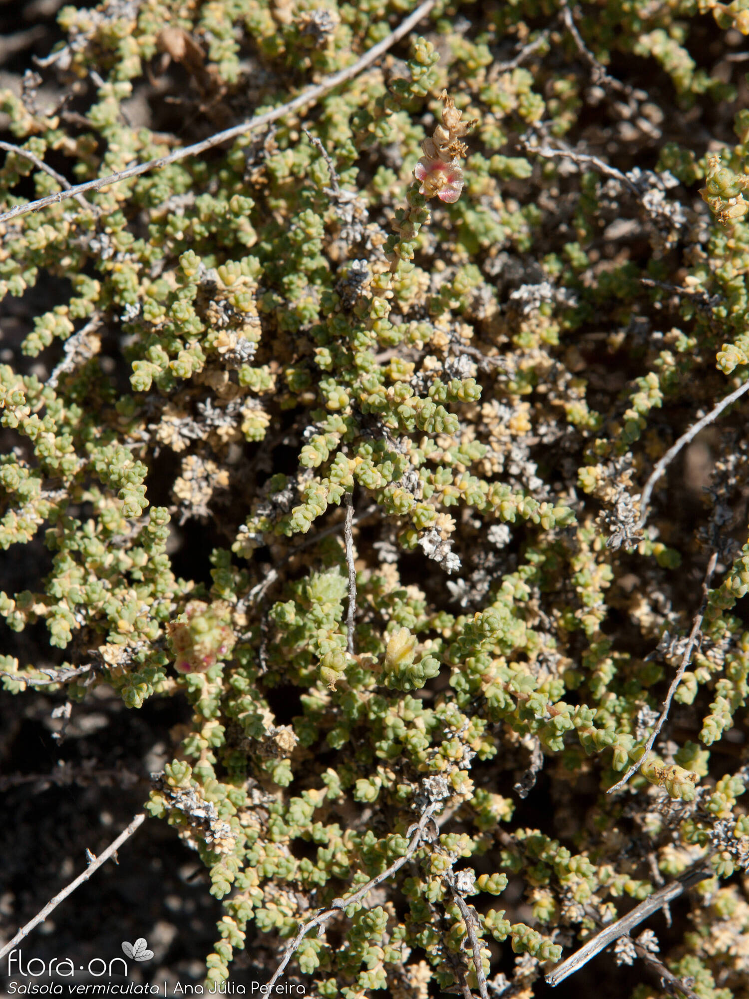 Salsola vermiculata - Folha (geral) | Ana Júlia Pereira; CC BY-NC 4.0