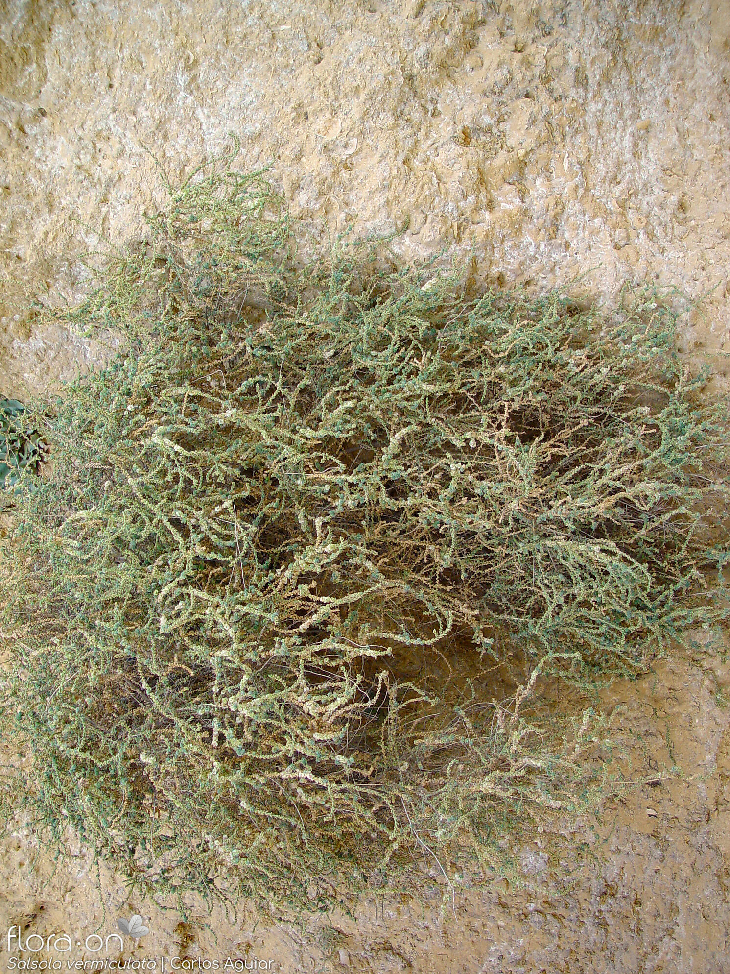 Salsola vermiculata - Hábito | Carlos Aguiar; CC BY-NC 4.0