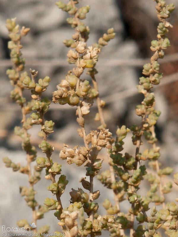 Salsola vermiculata - Flor (geral) | Miguel Porto; CC BY-NC 4.0