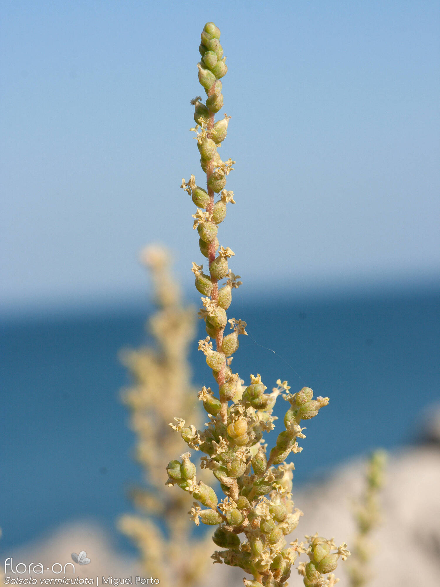 Salsola vermiculata - Flor (geral) | Miguel Porto; CC BY-NC 4.0