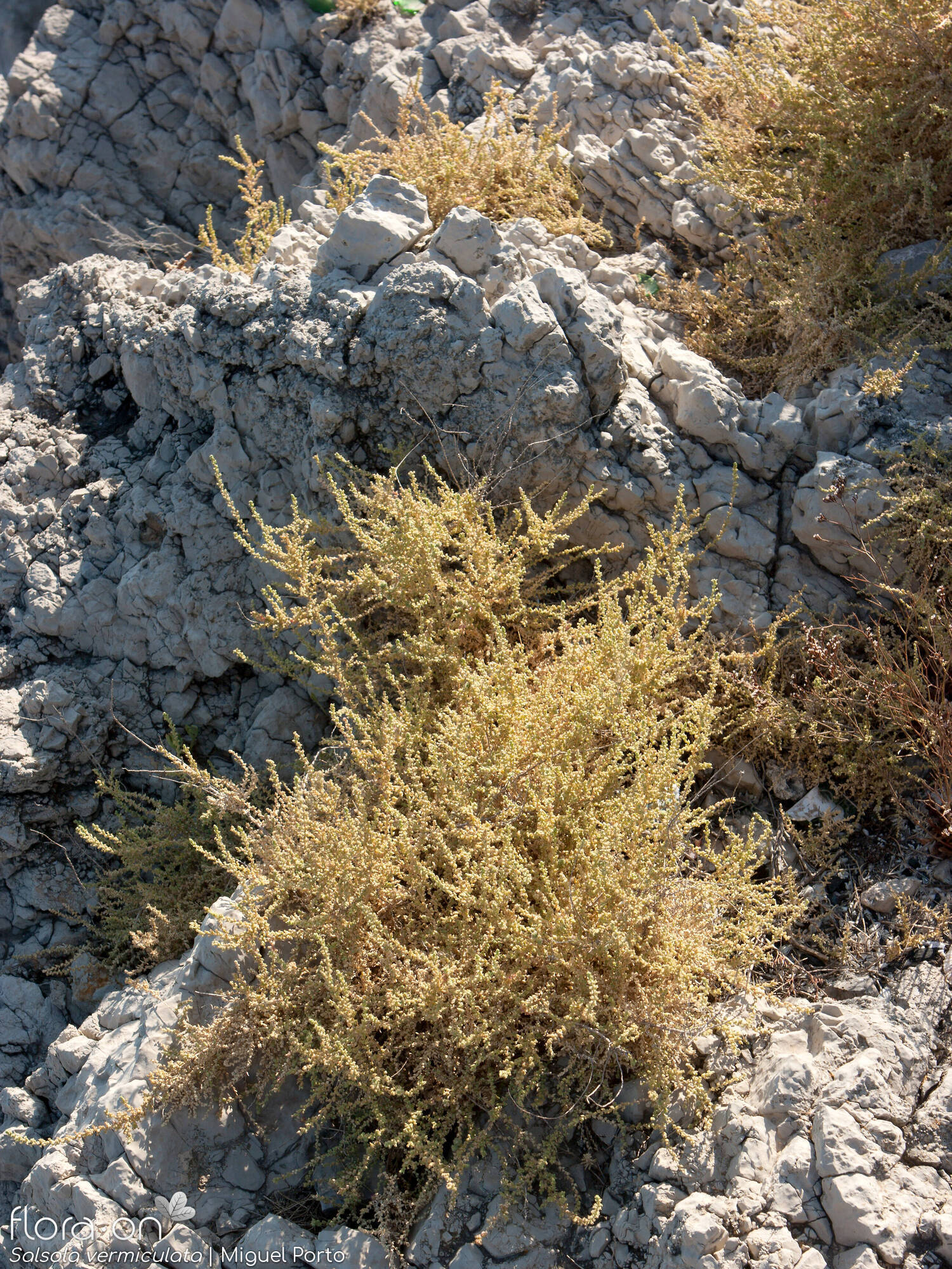 Salsola vermiculata - Habitat | Miguel Porto; CC BY-NC 4.0