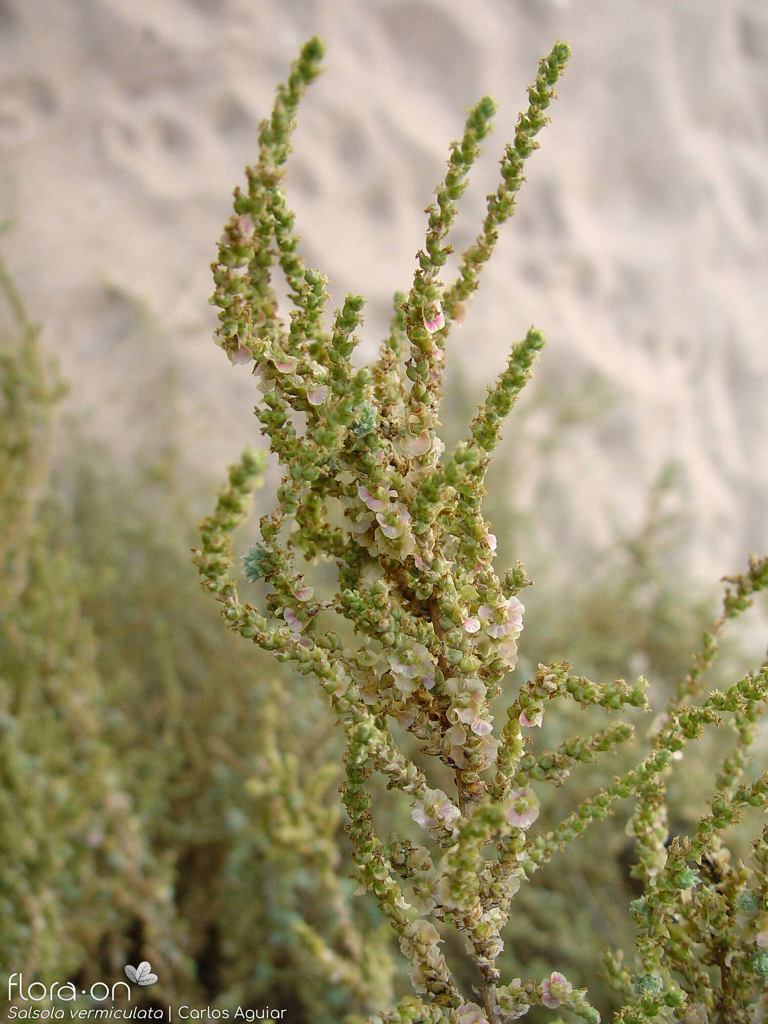 Salsola vermiculata - Hábito | Carlos Aguiar; CC BY-NC 4.0