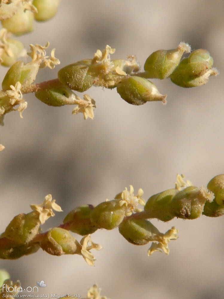 Salsola vermiculata - Flor (close-up) | Miguel Porto; CC BY-NC 4.0