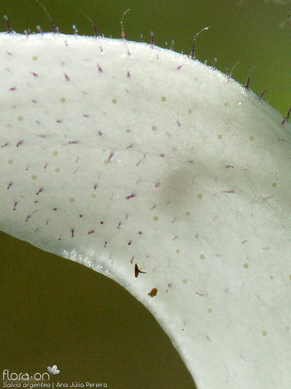 Salvia argentea - Flor (close-up) | Ana Júlia Pereira; CC BY-NC 4.0