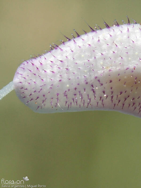 Salvia argentea - Flor (close-up) | Miguel Porto; CC BY-NC 4.0