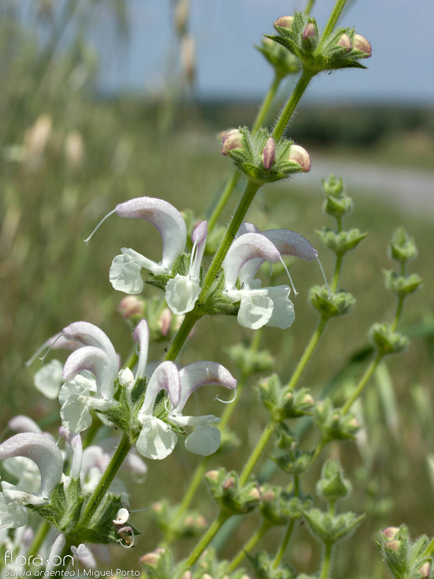 Salvia argentea - Flor (geral) | Miguel Porto; CC BY-NC 4.0